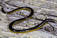 California Legless Lizard