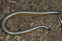 California Legless Lizard