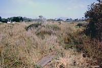 California Legless Lizard Habitat