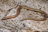 California Legless Lizard