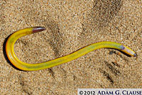 California Legless Lizard