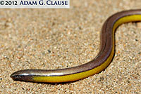 California Legless Lizard