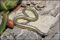 California Legless Lizard