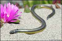 California Legless Lizard