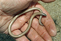 California Legless Lizard