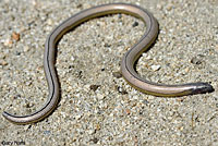 California Legless Lizard