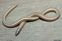 California Legless Lizard