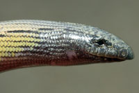 California Legless Lizard