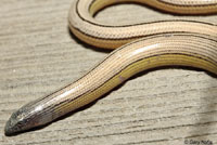 California Legless Lizard