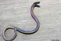 California Legless Lizard