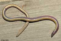 California Legless Lizard