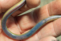 California Legless Lizard