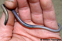 California Legless Lizard