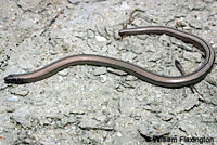 California Legless Lizard