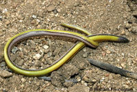 California Legless Lizard