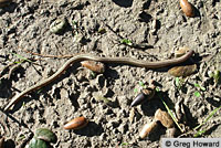 California Legless Lizard