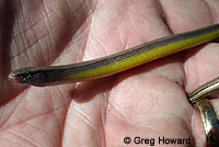 California Legless Lizard