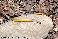 California Legless Lizard