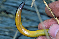 California Legless Lizard