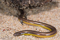 California Legless Lizard