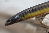 California Legless Lizard