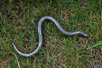 California Legless Lizard