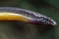 California Legless Lizard