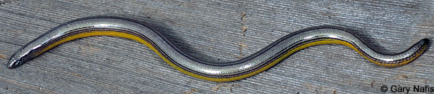 California Legless Lizard