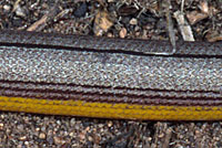 California Legless Lizard