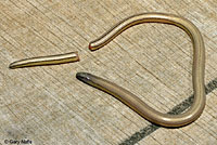 Adult, with detached tail, Riverside County  (This tail was not removed intentionally, it was unexpectedly dropped by the lizard when it was stressed from being handled. My sincere apologies to the lizard...)  