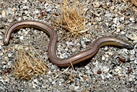 California Legless Lizard