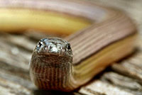 California Legless Lizard