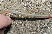 California Legless Lizard