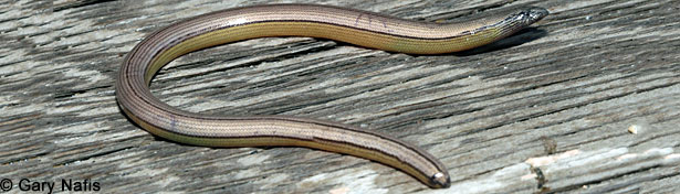 California Legless Lizard