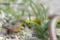 California Legless Lizard