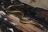 California Legless Lizard