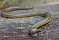 California Legless Lizard