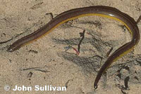 California Legless Lizard