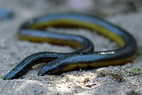 California Legless Lizard