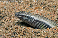 California Legless Lizard