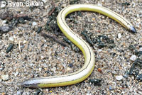 California Legless Lizard