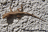 Colorado Desert Fringe-toed Lizard