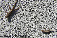 Colorado Desert Fringe-toed Lizard