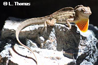 Colorado Desert Fringe-toed Lizard