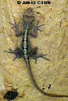 Colorado Desert Fringe-toed Lizard