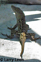 Colorado Desert Fringe-toed Lizard