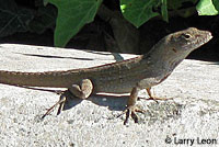 Colorado Desert Fringe-toed Lizard