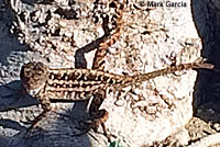 Colorado Desert Fringe-toed Lizard