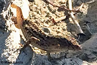 Colorado Desert Fringe-toed Lizard