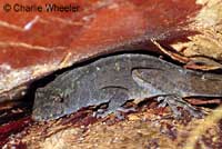 Colorado Desert Fringe-toed Lizard